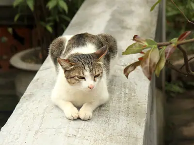 Tabby-and-white Vietnamese domestic cat resting on a stone ledge with its eyes half closed