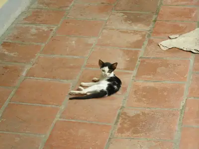 Black-and-white Vietnamese domestic cat lying on its side on red brick tiles at But Thap Pagoda