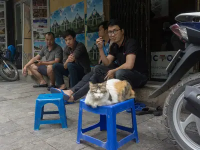 Calico Vietnamese domestic cat on a blue plastic stool on a Hanoi pavement, men sitting behind